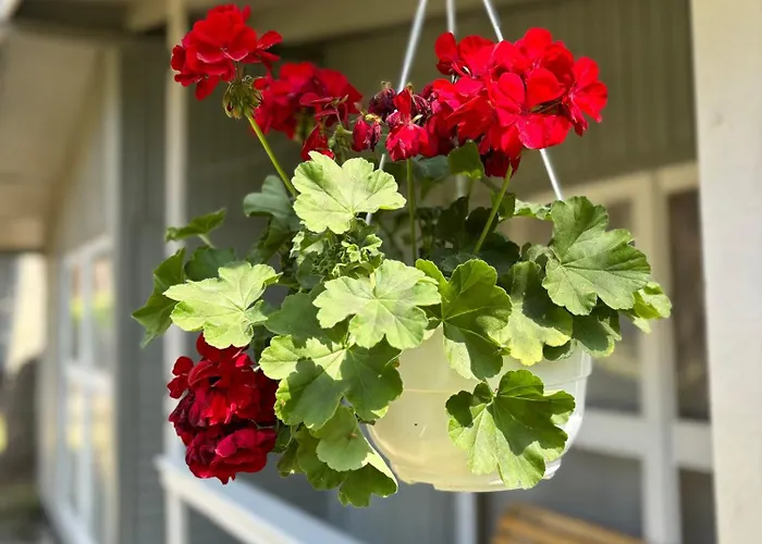 Lesna Przystan Alojamento de Turismo Selvagem *